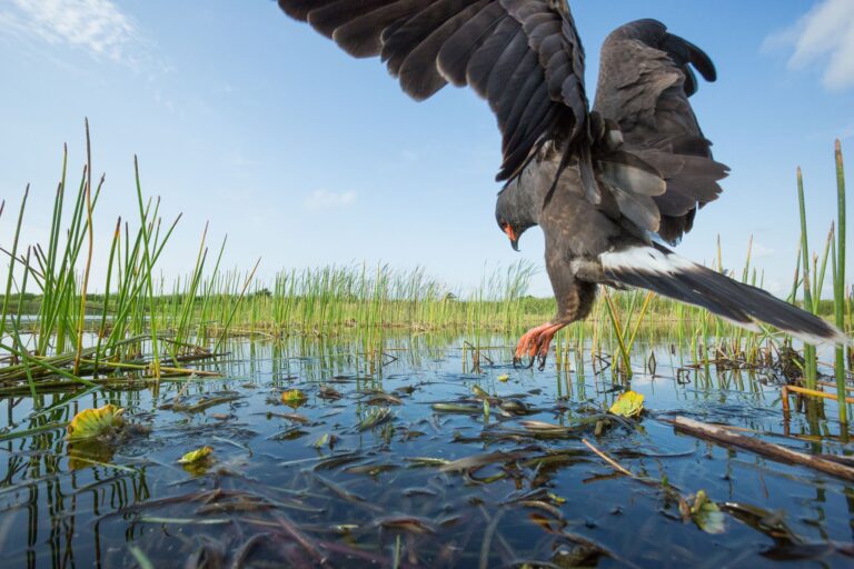 Florida Lawmakers Consider New Bill To Fund Everglades Restoration Programs